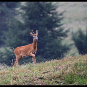 Privábený za dažďa