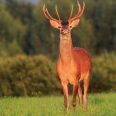 Ďalší čerstvo vytlčený krásavec