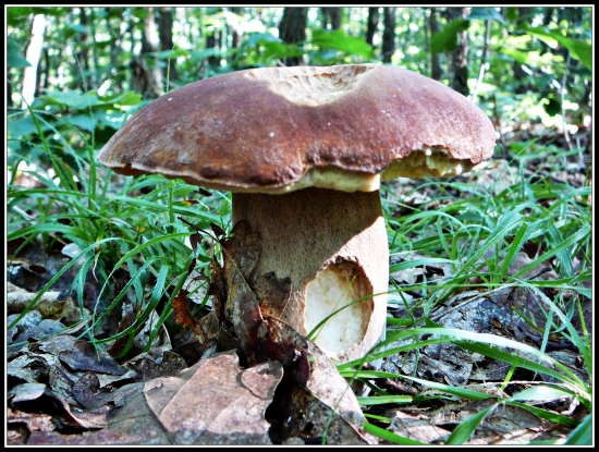 slimák si pochutil :-) ...