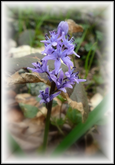 stratinôžka (scilla dvojlistá)