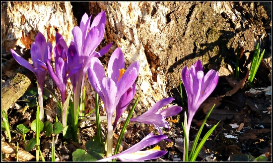 niektoré už vädnú ...