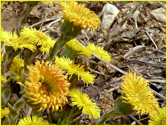 podbeľ - aj s včielkou ...