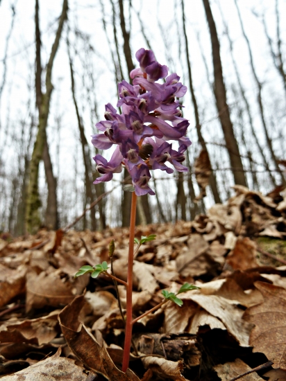 chocholačka dutá ...
