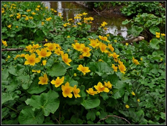 záružlie močiarne