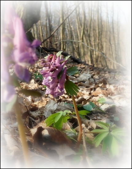 chocholačka dutá ...