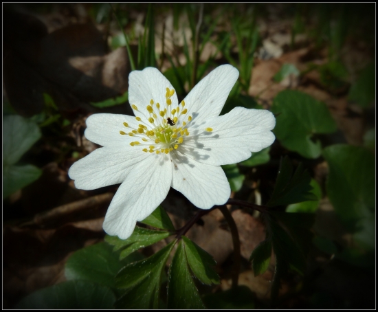 veternica s chrobáčikom ...