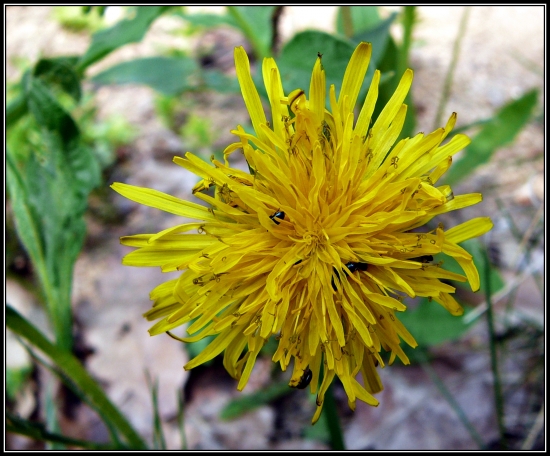 chrobáčikovská púpava ...