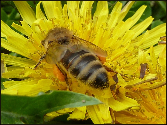 opeľovaná púpava ...