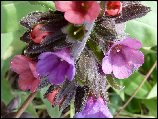 pľúcnik - detail ...