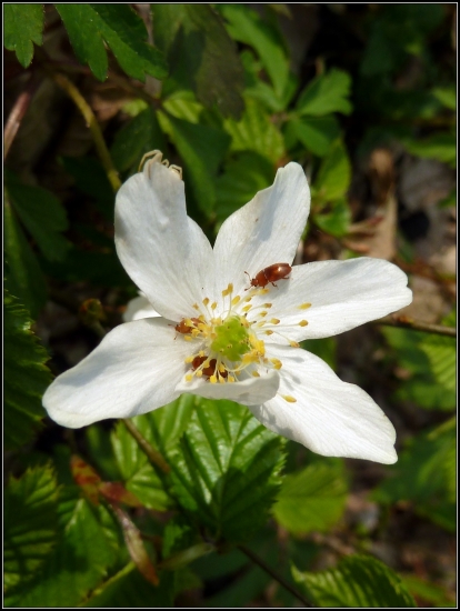 veternica aj s hmyzom :-)