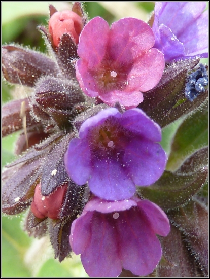 ešte jeden pľúcnik...