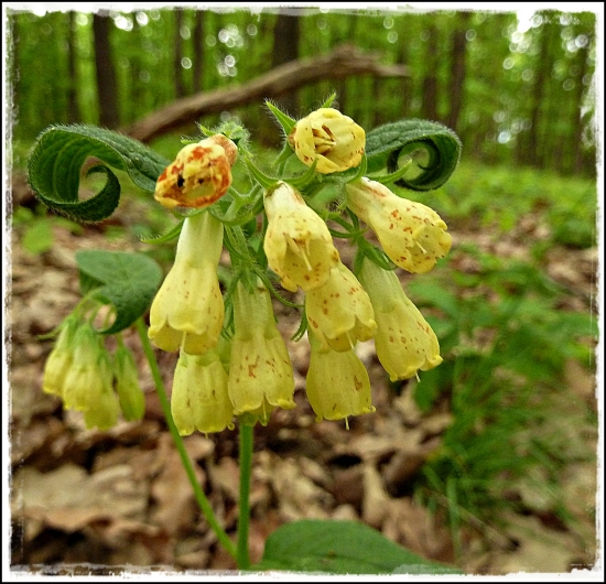 žlté zvončeky ...