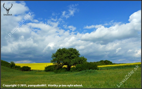 hruška a repka ...