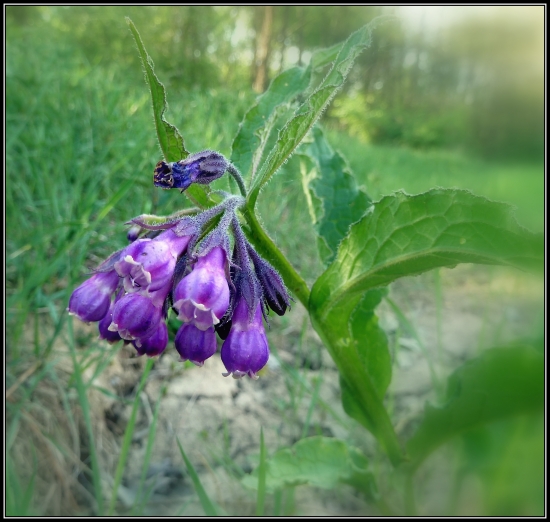 fialové zvončeky ...