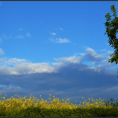 Ďalšia repková ...