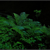 V lesnom prítmí ...