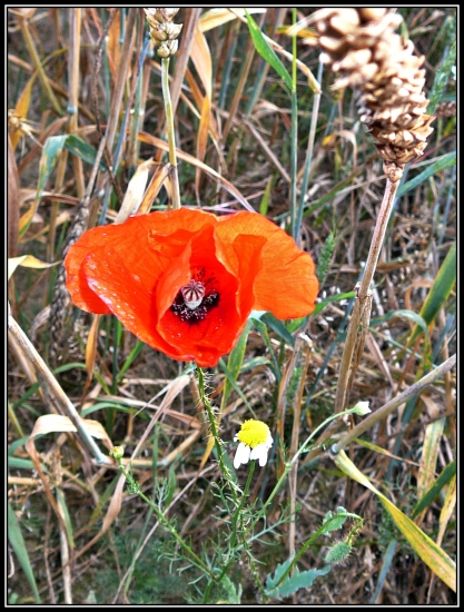 vĺčkov máčik :-) ...