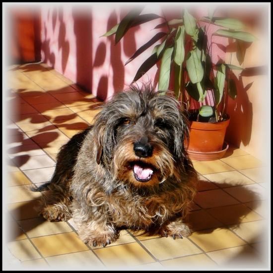 Sánka dolu, šéfe :-)