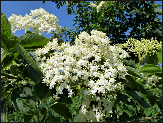biely kvet bazy čiernej ...