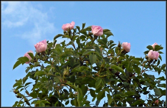 nedalo sa neodfotiť ...