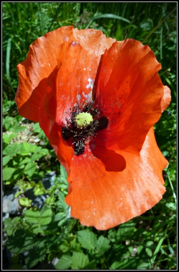 vlčí mak vo vetre ...