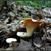 kuriatka