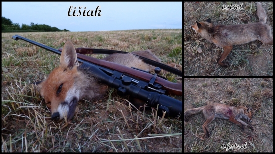 Lišiak, 223 Rem. Federal 3,6 g FMJ, 180 krokov