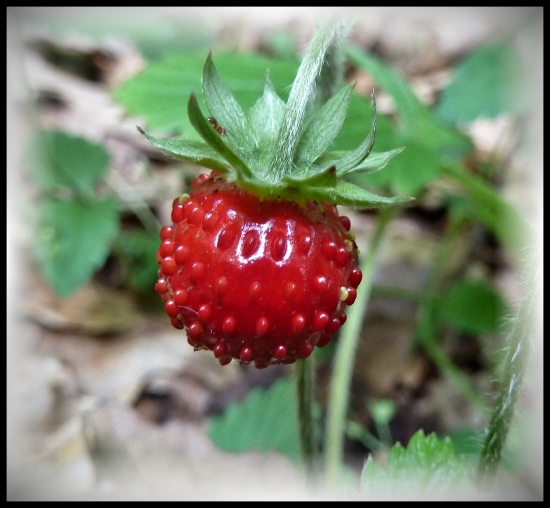 z kvietočka už plod ...