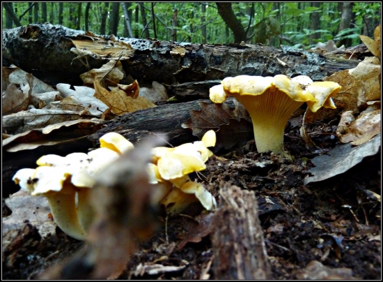 kuriatka do tretice :-) ...