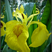 iris ...