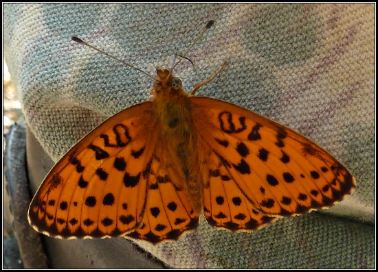 Pažravý motýľ s detskou tvárou ...