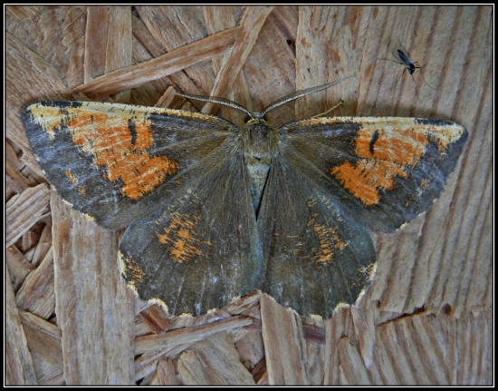 nočný aj s komárom ...