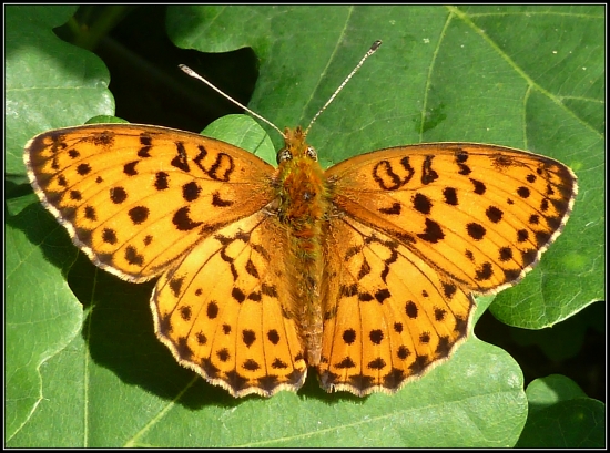 na dubovom liste ...