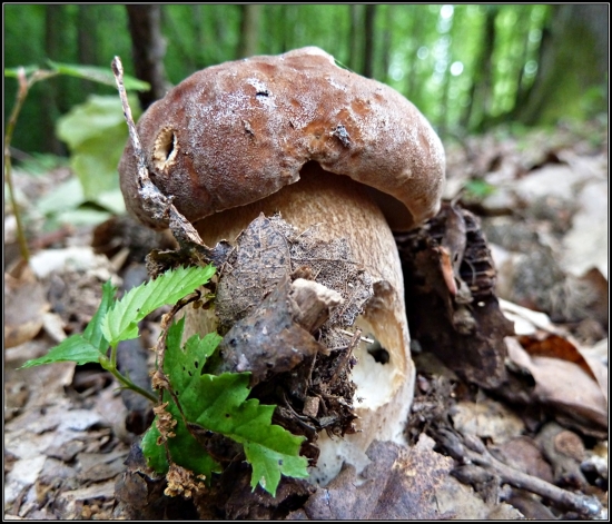 Hurá, už rastú ... :-)