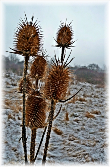 Pichľavá krása ...