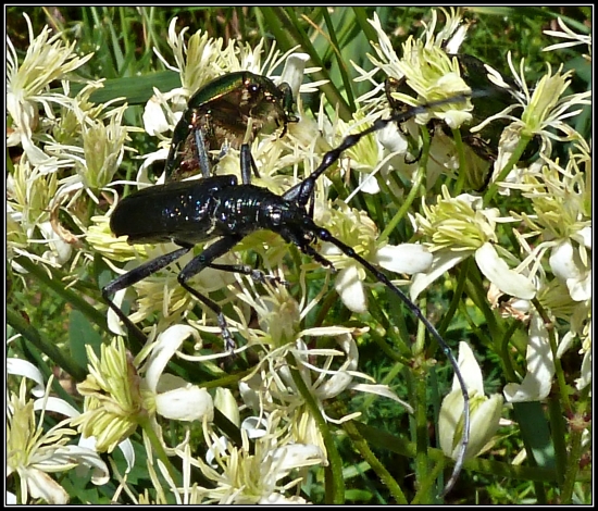 zlatoň s tesárikom ...