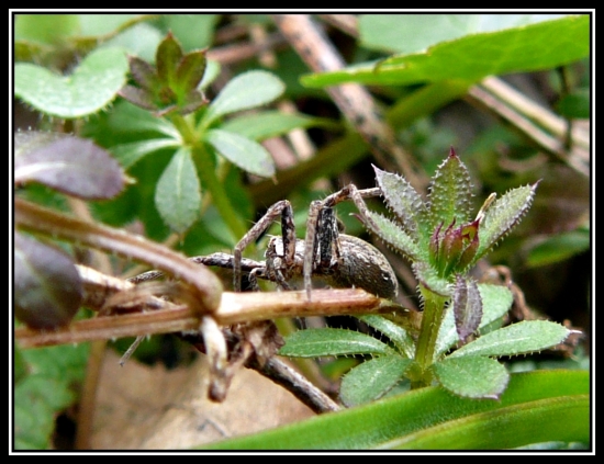 maskovaný pavúk ...