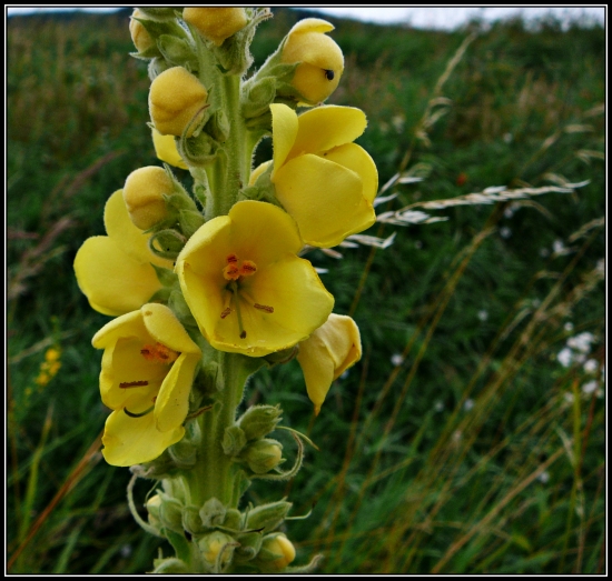 Divozel - detail ...