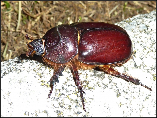 Samička nosorožteka ...