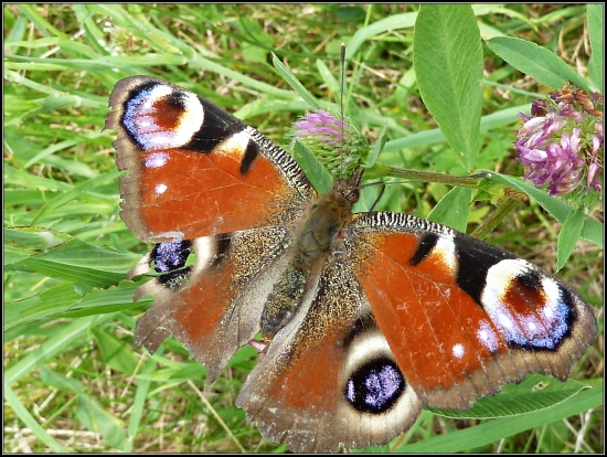 babočka pávooká ...
