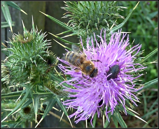 včela na bodliaku ...