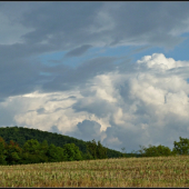 na repkovom strnisku ...