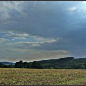 na repkovom strnisku II. ...