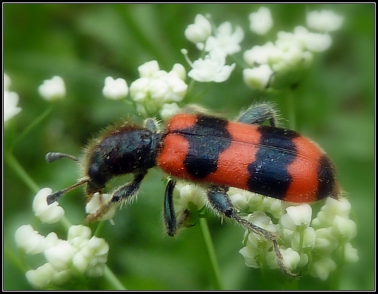 Pestroš včelí-Trichodes apiarius...