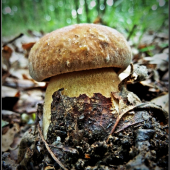 krpec ...:-)