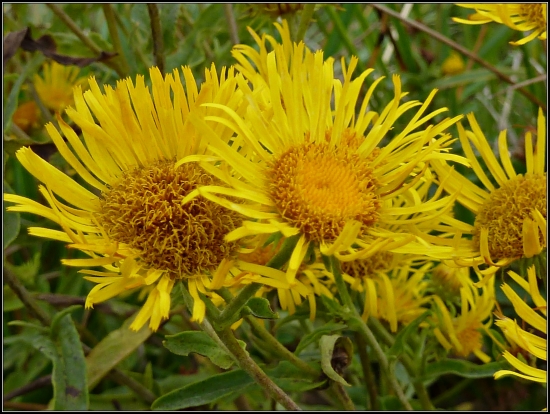 žlté a strapaté ...