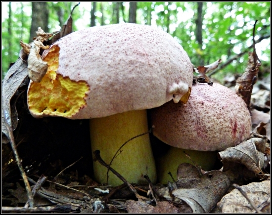 hríb kráľovský ...