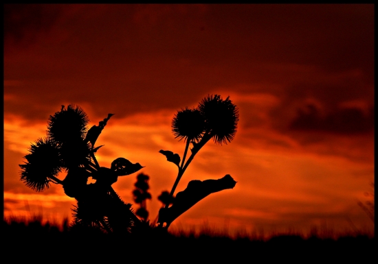 bodliakový západ ...