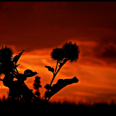 bodliakový západ ...