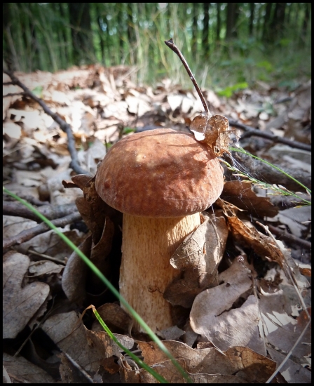 s listovou anténou ...